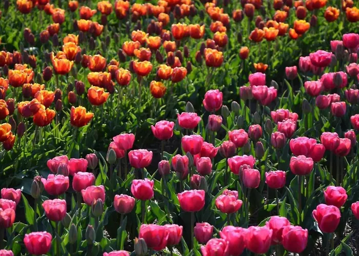 Holiday home Holiday Home In Noordwijkerhout By Forest & Lake Noordwijkerhout