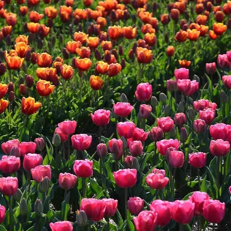 Feriehus In By Forest & Noordwijkerhout